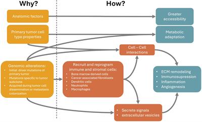 Metastatic organotropism: a brief overview